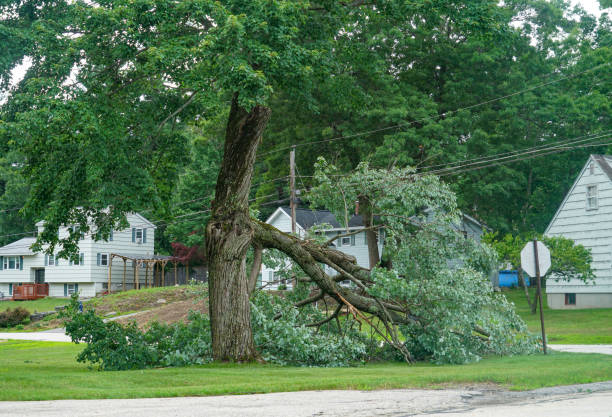 Professional  Tree Services in Seagraves, TX